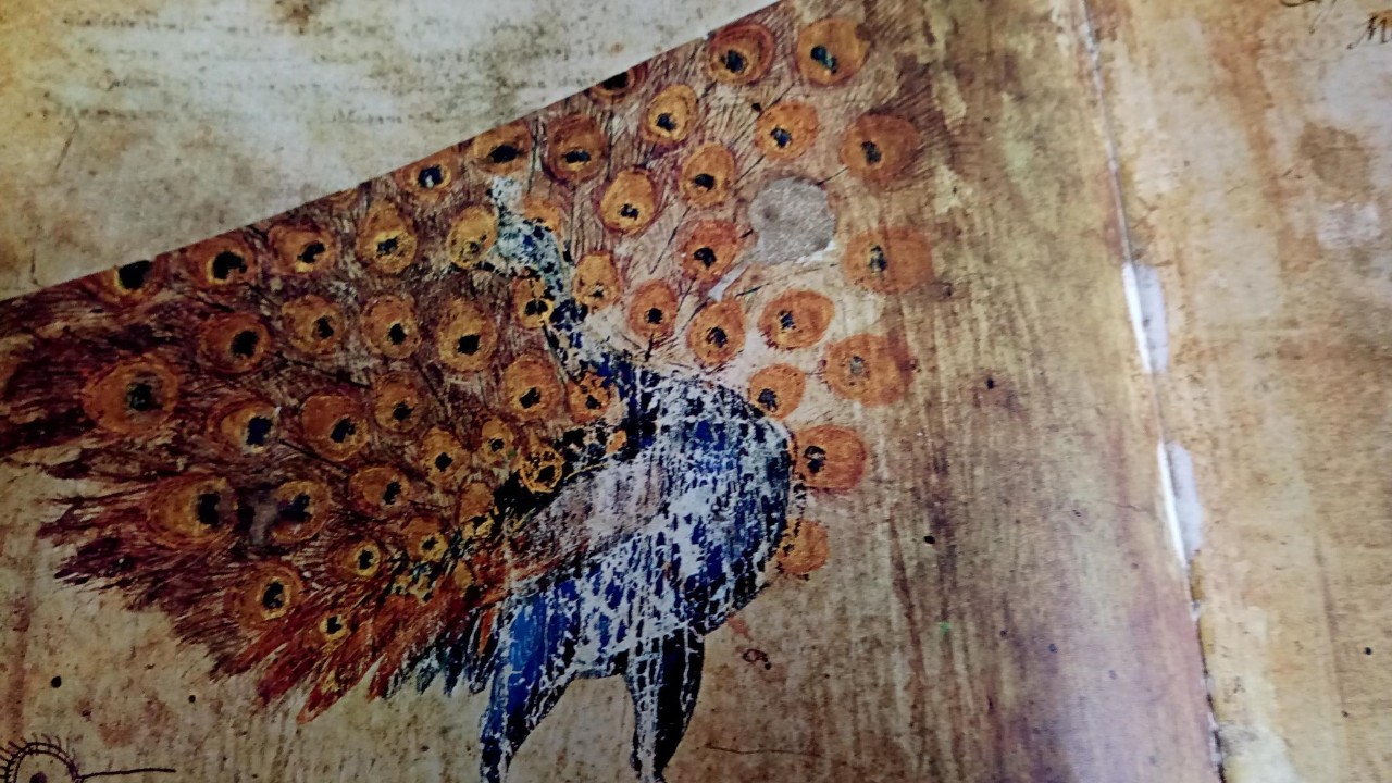 In Dioscurides a peacock