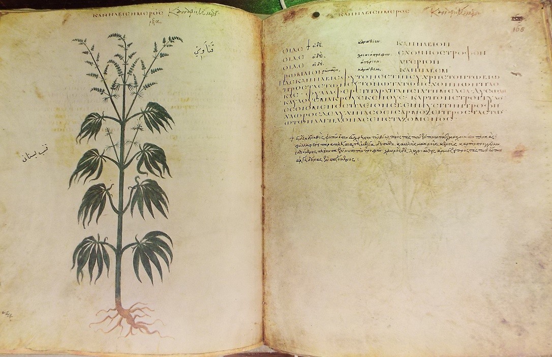 mustard in Dioscurides